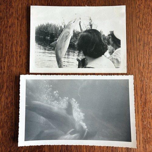 Fotografia subacquea delfino