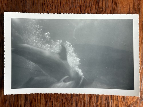 Fotografia subacquea pinna